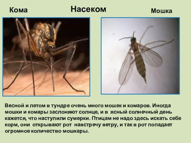 Насекомые Комар Мошка Весной и летом в тундре очень много мошек и