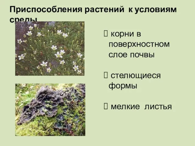 Приспособления растений к условиям среды корни в поверхностном слое почвы стелющиеся формы мелкие листья