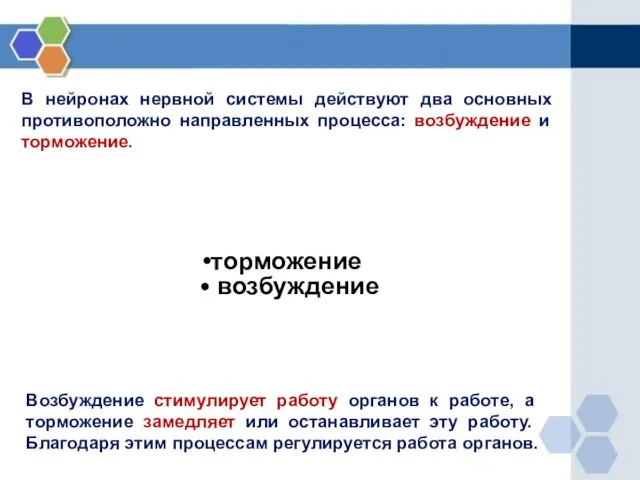 В нейронах нервной системы действуют два основных противоположно направленных процесса: возбуждение и