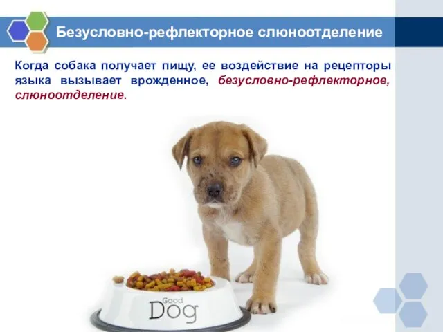 Когда собака получает пищу, ее воздействие на рецепторы языка вызывает врожденное, безусловно-рефлекторное, слюноотделение. Безусловно-рефлекторное слюноотделение