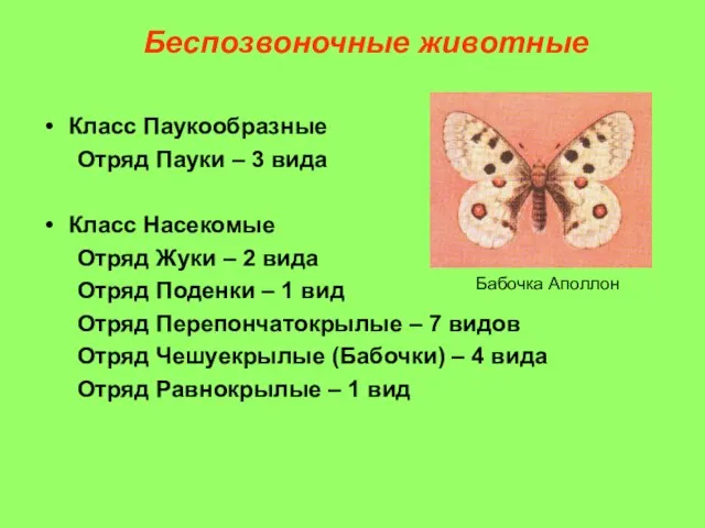 Беспозвоночные животные Класс Паукообразные Отряд Пауки – 3 вида Класс Насекомые Отряд