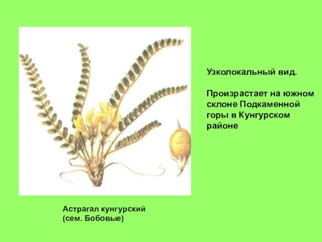 Астрагал кунгурский (сем. Бобовые) Узколокальный вид. Произрастает на южном склоне Подкаменной горы в Кунгурском районе