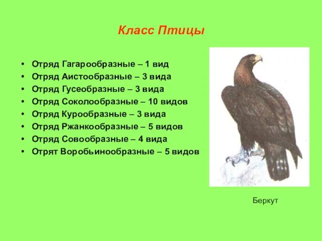 Класс Птицы Отряд Гагарообразные – 1 вид Отряд Аистообразные – 3 вида