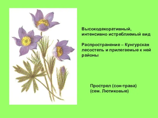 Прострел (сон-трава) (сем. Лютиковые) Высокодекоративный, интенсивно истребляемый вид Распространение – Кунгурская лесостепь