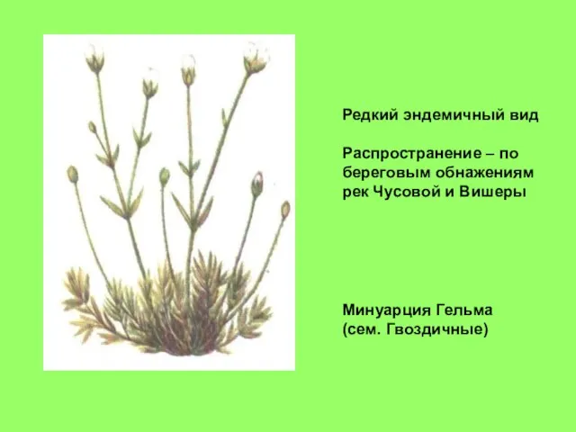 Минуарция Гельма (сем. Гвоздичные) Редкий эндемичный вид Распространение – по береговым обнажениям рек Чусовой и Вишеры