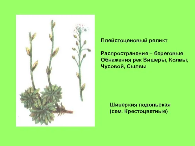 Шиверкия подольская (сем. Крестоцветные) Плейстоценовый реликт Распространение – береговые Обнажения рек Вишеры, Колвы, Чусовой, Сылвы