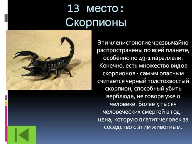 13 место: Скорпионы Эти членистоногие чрезвычайно распространены по всей планете, особенно по