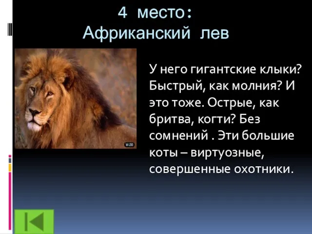 4 место: Африканский лев У него гигантские клыки? Быстрый, как молния? И