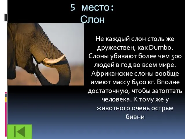 5 место: Слон Не каждый слон столь же дружествен, как Dumbo. Слоны