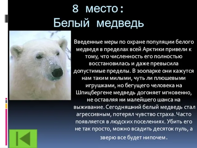 8 место: Белый медведь Введенные меры по охране популяции белого медведя в