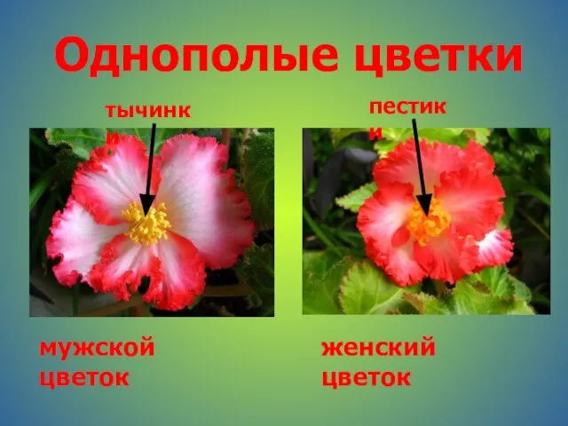 Однополые цветки тычинки пестики мужской цветок женский цветок