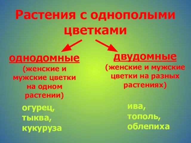 Растения с однополыми цветками однодомные (женские и мужские цветки на одном растении)