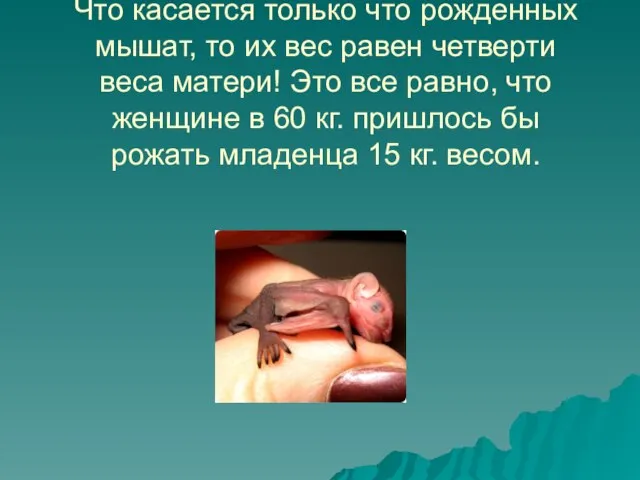 Что касается только что рожденных мышат, то их вес равен четверти веса