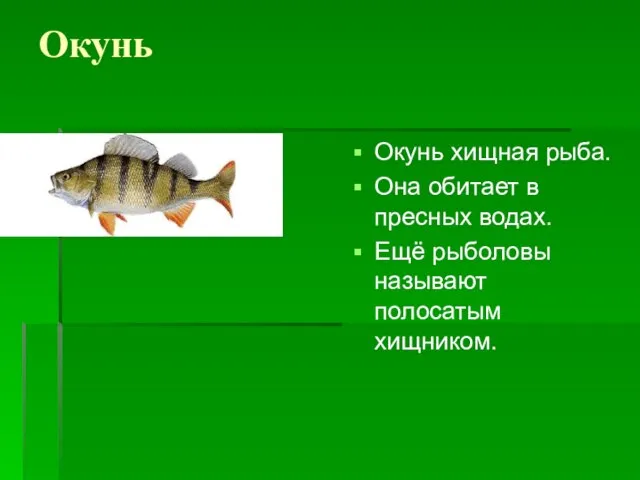 Окунь Окунь хищная рыба. Она обитает в пресных водах. Ещё рыболовы называют полосатым хищником.