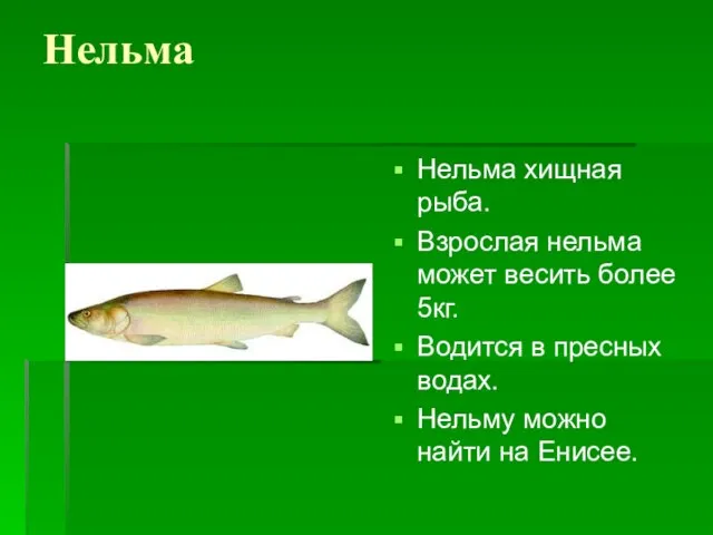 Нельма Нельма хищная рыба. Взрослая нельма может весить более 5кг. Водится в