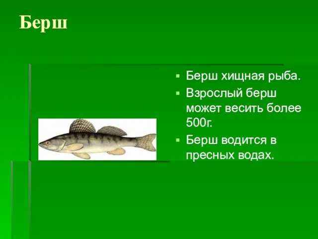 Берш Берш хищная рыба. Взрослый берш может весить более 500г. Берш водится в пресных водах.