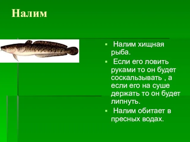 Налим Налим хищная рыба. Если его ловить руками то он будет соскальзывать