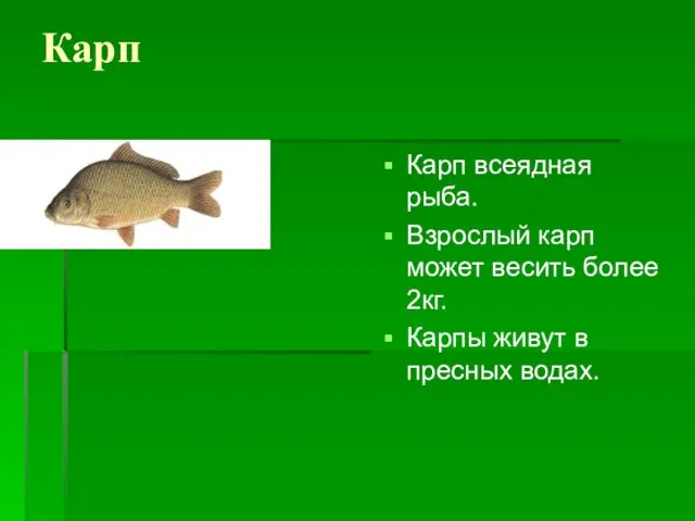Карп Карп всеядная рыба. Взрослый карп может весить более 2кг. Карпы живут в пресных водах.