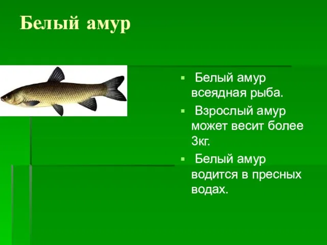 Белый амур Белый амур всеядная рыба. Взрослый амур может весит более 3кг.