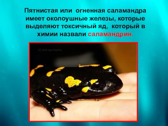 Пятнистая или огненная саламандра имеет околоушные железы, которые выделяют токсичный яд, который в химии назвали саламандрин.