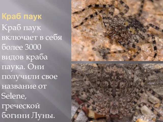Краб паук Краб паук включает в себя более 3000 видов краба паука.