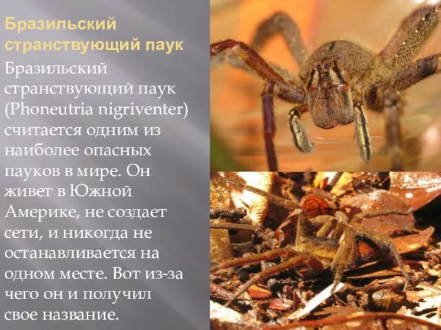 Бразильский странствующий паук Бразильский странствующий паук (Phoneutria nigriventer) считается одним из наиболее