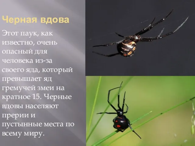 Черная вдова Этот паук, как известно, очень опасный для человека из-за своего