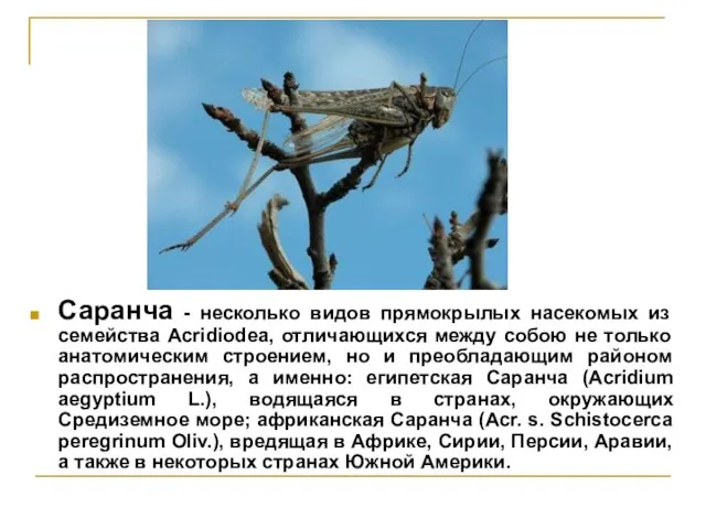 Саранча - несколько видов прямокрылых насекомых из семейства Acridiodea, отличающихся между собою