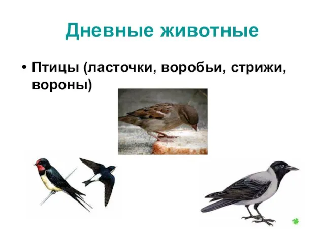 Дневные животные Птицы (ласточки, воробьи, стрижи, вороны)