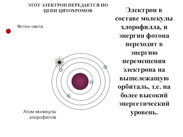 Электрон в составе молекулы хлорофилла, и энергия фотона переходит в энергию перемещения