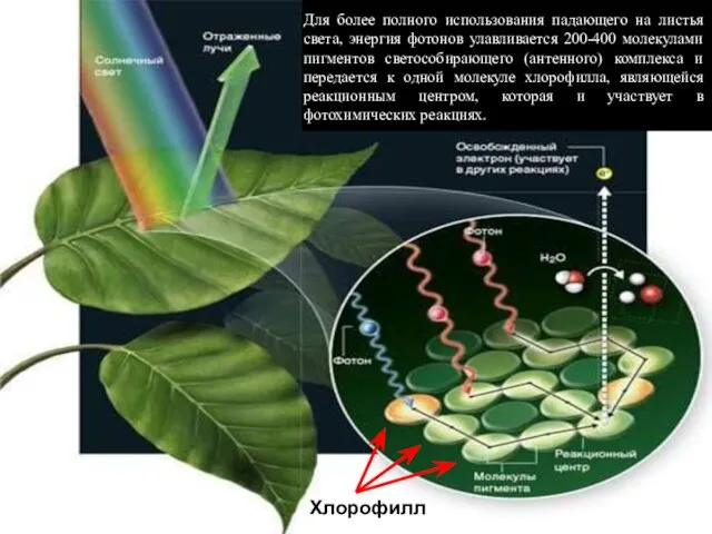 Хлорофилл Для более полного использования падающего на листья света, энергия фотонов улавливается