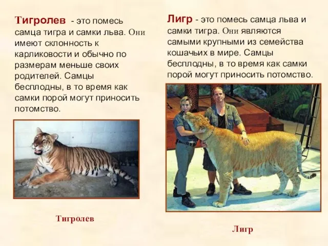 Лигр - это помесь самца льва и самки тигра. Они являются самыми