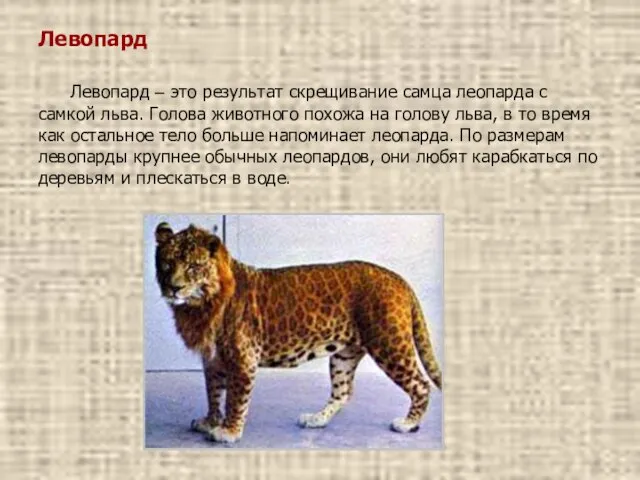 Левопард Левопард – это результат скрещивание самца леопарда с самкой льва. Голова