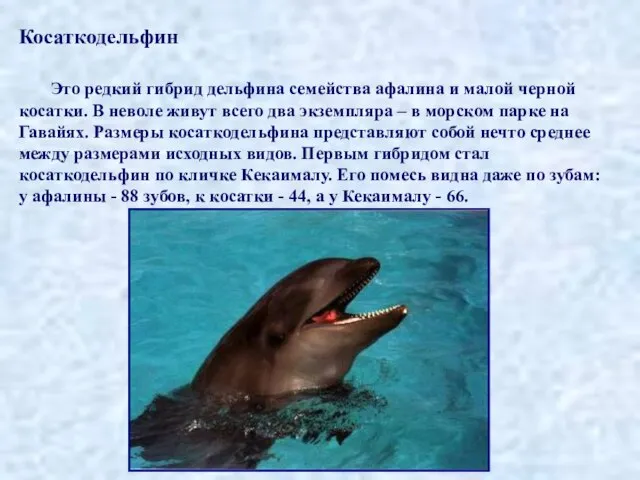 Косаткодельфин Это редкий гибрид дельфина семейства афалина и малой черной косатки. В