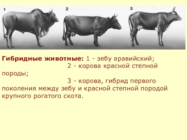 Гибридные животные: 1 - зебу аравийский; 2 - корова красной степной породы;