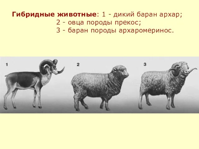 Гибридные животные: 1 - дикий баран архар; 2 - овца породы прекос;
