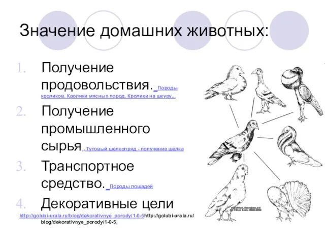 Значение домашних животных: Получение продовольствия. Породы кроликов. Кролики мясных пород. Кролики на