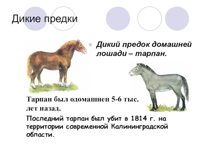 Дикие предки Дикий предок домашней лошади – тарпан. Тарпан был одомашнен 5-6