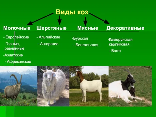 Виды коз Молочные Шерстяные Мясные Декоративные Альпийские - Ангорские Европейские Горные, равнинные