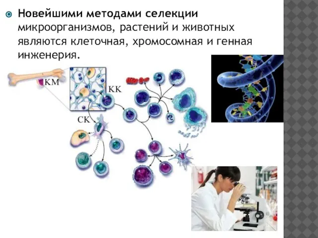 Новейшими методами селекции микроорганизмов, растений и животных являются клеточная, хромосомная и генная инженерия.