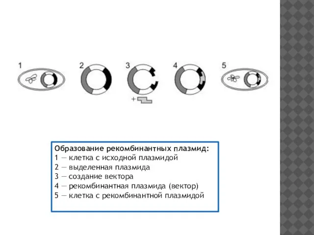 Образование рекомбинантных плазмид: 1 — клетка с исходной плазмидой 2 — выделенная