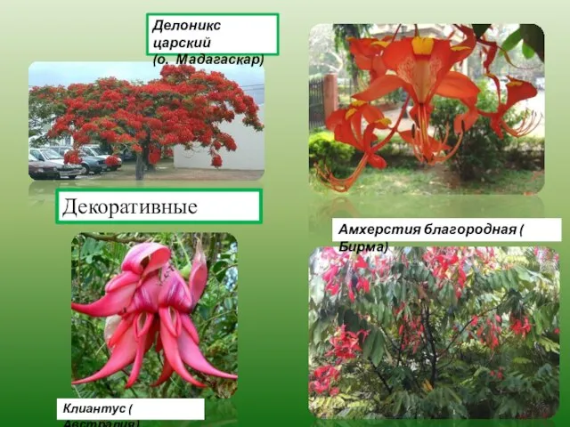 Делоникс царский (о. Мадагаскар) Амхерстия благородная ( Бирма) Клиантус ( Австралия) Декоративные