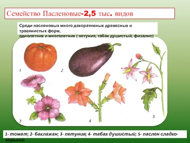 Семейство Пасленовые-2,5 тыс. видов 1- томат; 2- баклажан; 3- петуния; 4- табак