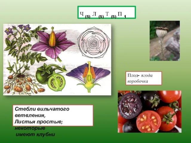 Ч (5) Л (5) Т (5) П 1 Плод- ягода коробочка Стебли