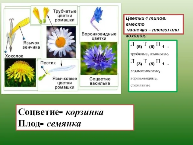 Цветки 4 типов: вместо чашечки – пленки или хохолок. Л (5) Т