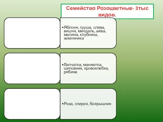 Семейство Розоцветные- 3тыс видов.