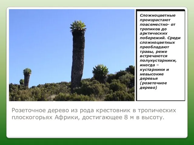 Розеточное дерево из рода крестовник в тропических плоскогорьях Африки, достигающее 8 м