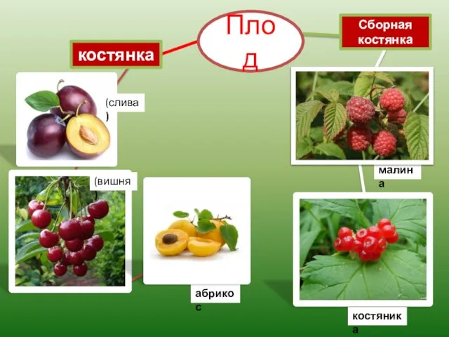 костянка (слива) абрикос Плод малина Сборная костянка (вишня) костяника