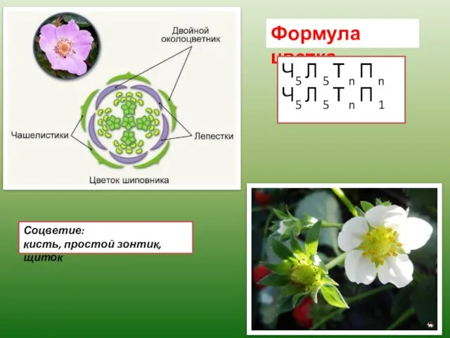 Формула цветка Ч5 Л 5 Т n П n Ч5 Л 5