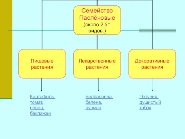 Картофель, томат, перец, баклажан Белладонна, белена, дурман Петуния, душистый табак